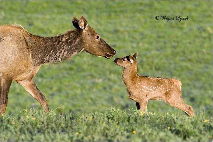 Mother Elk & Calf 102 by Dr. Wayne Lynch &copy;